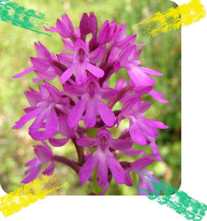 anacamptis-pyramidalis