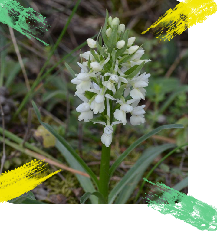 dactylorhiza-romana-renkli